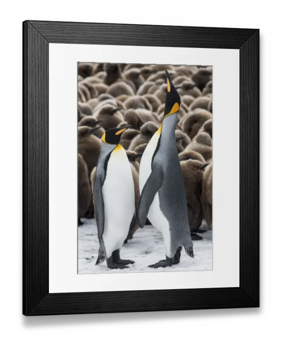 Framed Print : King penguins (Aptenodytes patagonicus) courtship display in front of a creche of chicks