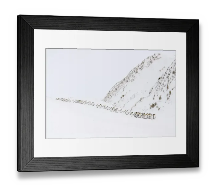 Framed Print : King penguins (Aptenodytes patagonicus) walking to the ocean in a winding column Framed Print : King penguins (Aptenodytes patagonicus) walking to the ocean in a winding column