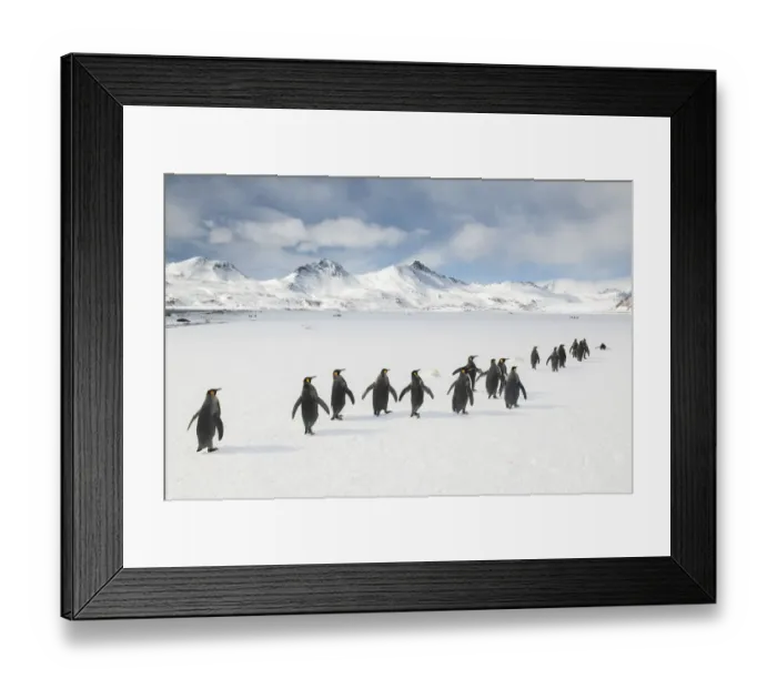 Framed Print : King penguins (Aptenodytes patagonicus) walking to the breeding colony Framed Print : King penguins (Aptenodytes patagonicus) walking to the breeding colony