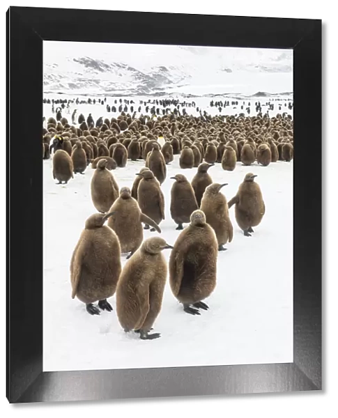 King penguin (Aptenodytes patagonicus) chicks gathered in a creche, Fortuna Bay