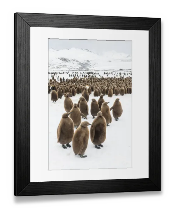 Framed Print : King penguin (Aptenodytes patagonicus) chicks gathered in a creche, Fortuna Bay Framed Print : King penguin (Aptenodytes patagonicus) chicks gathered in a creche, Fortuna Bay