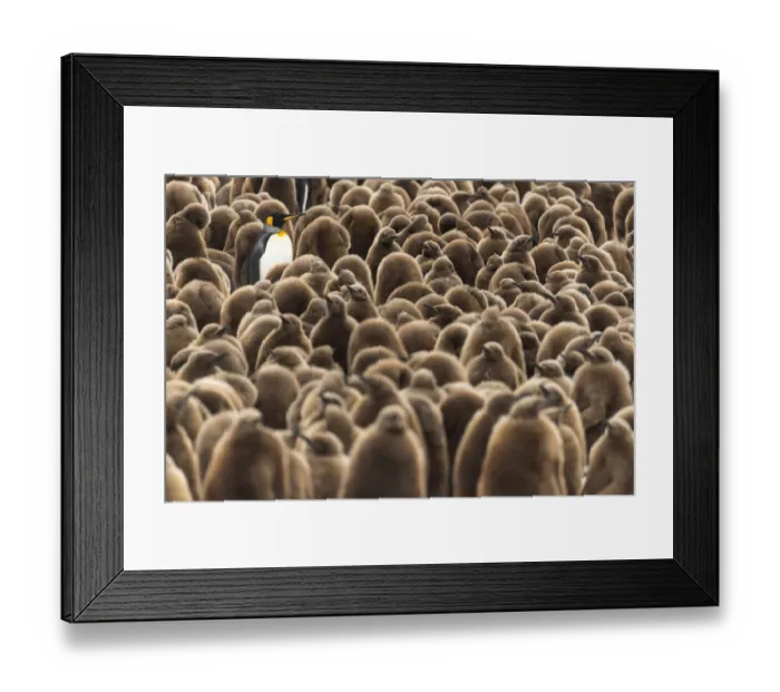Framed Print : An adult King penguin (Aptenodytes patagonicus) amongst a creche of chicks Framed Print : An adult King penguin (Aptenodytes patagonicus) amongst a creche of chicks
