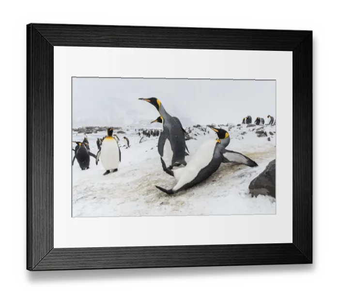 Framed Print : King penguin (Aptenodytes patagonicus) slipping and sliding on an icy slope Framed Print : King penguin (Aptenodytes patagonicus) slipping and sliding on an icy slope