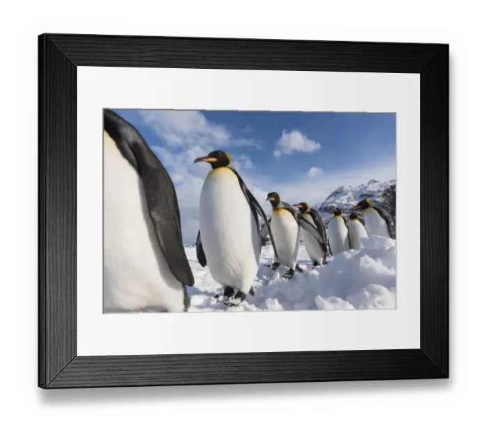 Framed Print : King penguins (Aptenodytes patagonicus) commute along a path in the snow