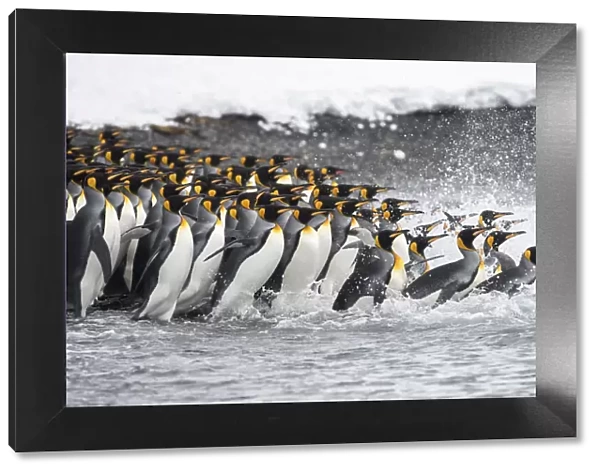 King penguins (Aptenodytes patagonicus) gather in a tight group, as they go to sea