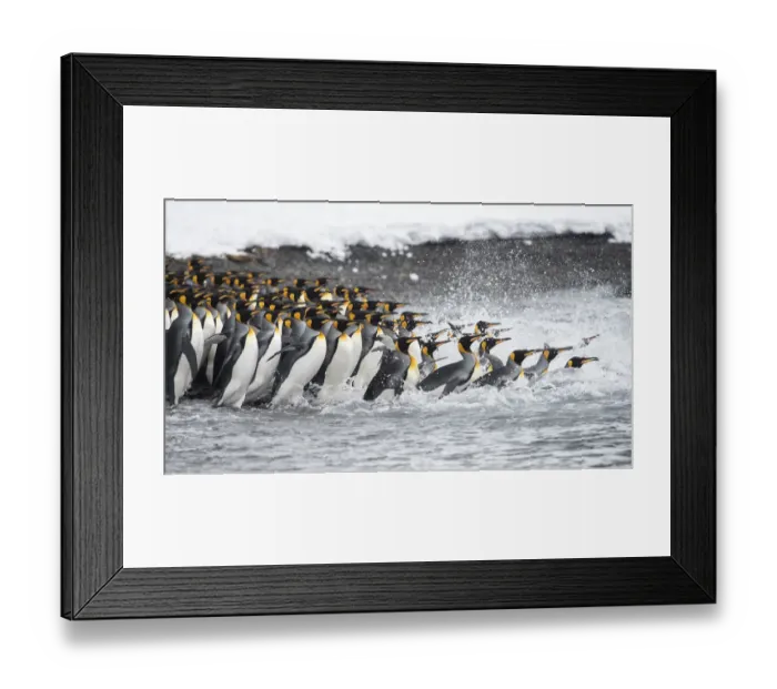 Framed Print : King penguins (Aptenodytes patagonicus) gather in a tight group, as they go to sea