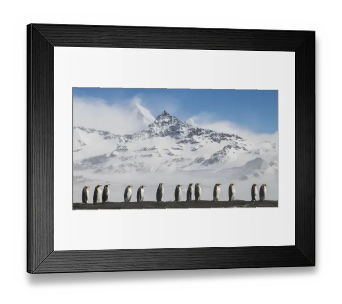 Framed Print : King penguins (Aptenodytes patagonicus) commute to their breeding colony in single file Framed Print : King penguins (Aptenodytes patagonicus) commute to their breeding colony in single file