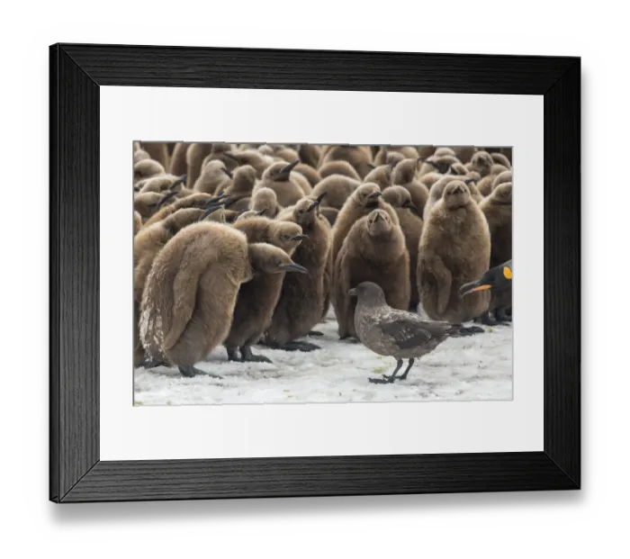 Framed Print : King penguins (Aptenodytes patagonicus) gather to defend themselves against a nearby Framed Print : King penguins (Aptenodytes patagonicus) gather to defend themselves against a nearby
