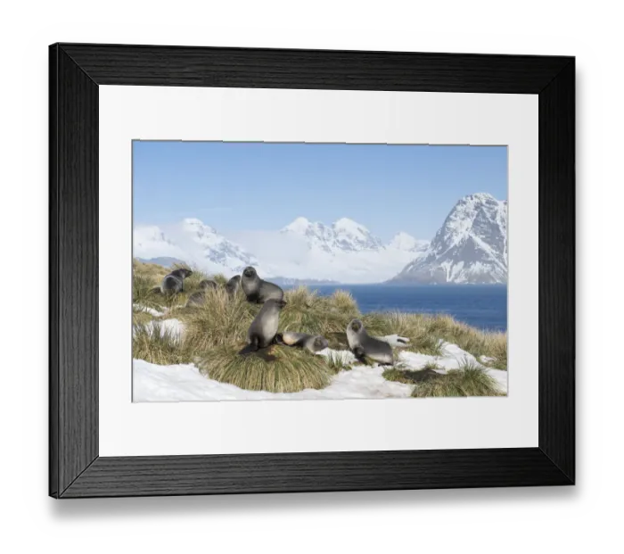 Framed Print : Antarctic fur seals (Arctocephalus gazella) resting on mounds of tussock grass surrounded Framed Print : Antarctic fur seals (Arctocephalus gazella) resting on mounds of tussock grass surrounded