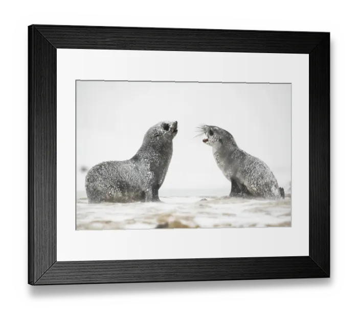 Framed Print : Snow and ice covered Antarctic fur seals (Arctocephalus gazella) play and rest