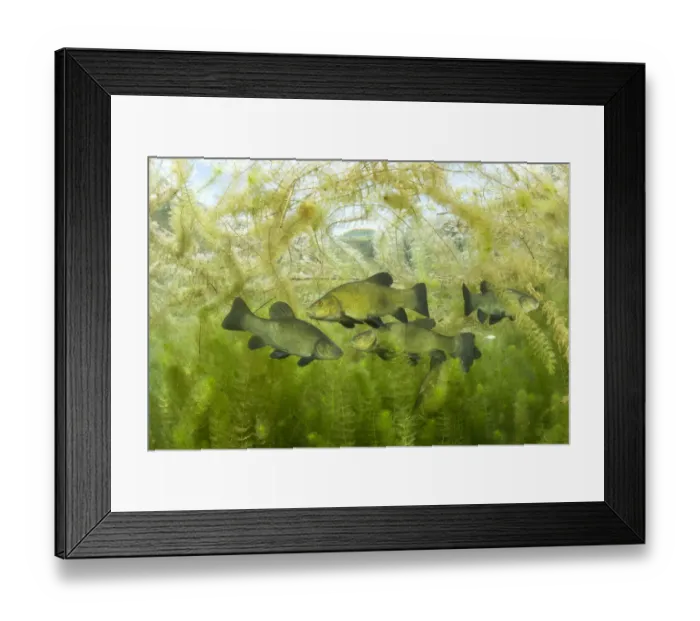 Framed Print : Tench (Tinca tinca) during spawning period amongst European watermilfoil Framed Print : Tench (Tinca tinca) during spawning period amongst European watermilfoil