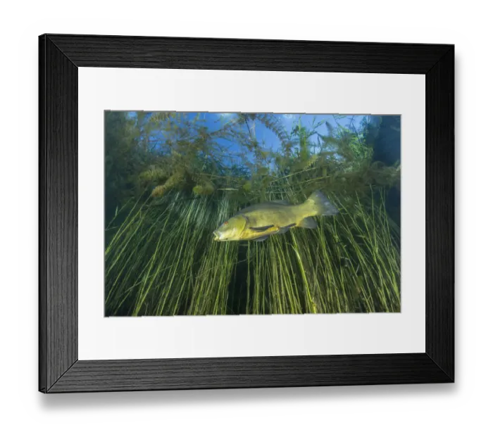 Framed Print : Tench (Tinca tinca) amongst reeds, Sion, Valais canton, southwestern Switzerland Framed Print : Tench (Tinca tinca) amongst reeds, Sion, Valais canton, southwestern Switzerland