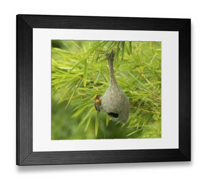 Framed Print : Baya weaver (Ploceus philippinus) breeding male perched on nest, rural Karantaka, India