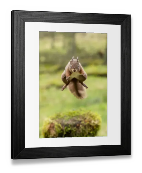 Framed Print : Red squirrel (Sciurus vulgaris) leaping, Hawes, Yorkshire, England, UK, December Framed Print : Red squirrel (Sciurus vulgaris) leaping, Hawes, Yorkshire, England, UK, December