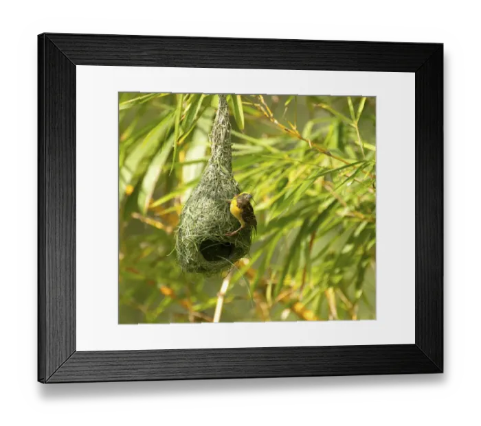 Framed Print : Baya weaver (Ploceus philippinus) breeding male nest building, rural Karantaka, India Framed Print : Baya weaver (Ploceus philippinus) breeding male nest building, rural Karantaka, India