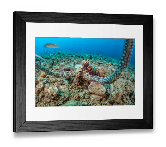 Framed Print : Wide angle macro photo of an algae octopus (Abdopus aculeatus Framed Print : Wide angle macro photo of an algae octopus (Abdopus aculeatus