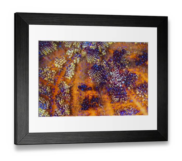 Framed Print : Pair of Coleman shrimps (Periclimenes colemani) living in Fire urchin (Asthenosoma varium Framed Print : Pair of Coleman shrimps (Periclimenes colemani) living in Fire urchin (Asthenosoma varium