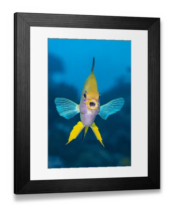 Framed Print : Golden damsel (Amblyglyphidodon aureus) male aggressively defends his territory on a Framed Print : Golden damsel (Amblyglyphidodon aureus) male aggressively defends his territory on a