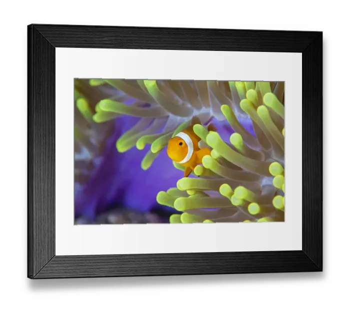 Framed Print : False clown anemonefish (Amphiprion ocellaris) looking out of a magnificent sea anemone Framed Print : False clown anemonefish (Amphiprion ocellaris) looking out of a magnificent sea anemone