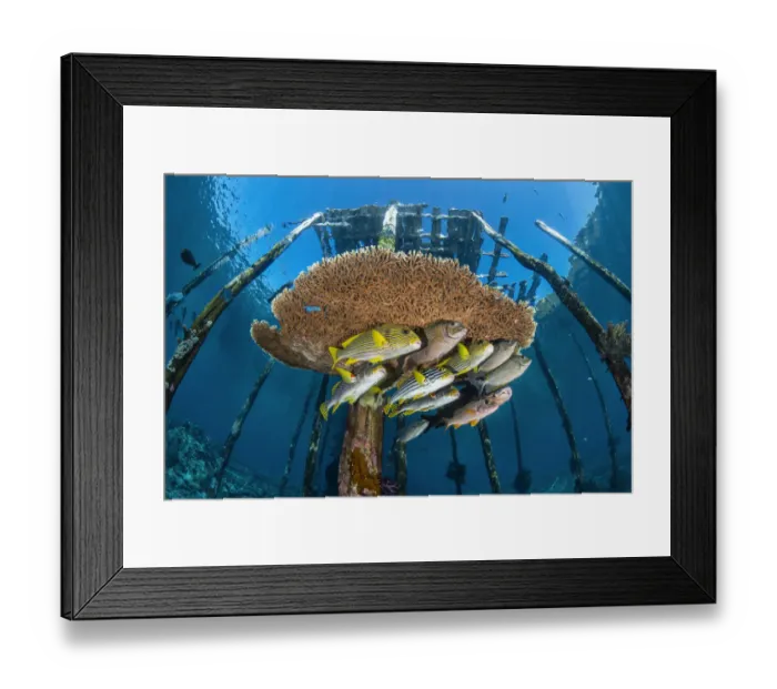 Framed Print : Mixed school of large fish, incliuding lined rabbitfish (Siganus lineatus) Framed Print : Mixed school of large fish, incliuding lined rabbitfish (Siganus lineatus)