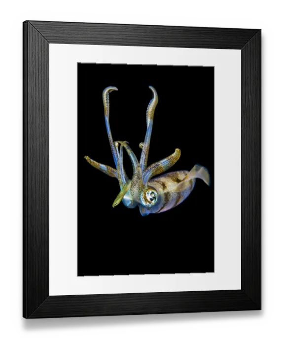 Framed Print : Portrait of a Bigfin reef squid (Sepioteuthis lessoniana) at night above a coral reef Framed Print : Portrait of a Bigfin reef squid (Sepioteuthis lessoniana) at night above a coral reef
