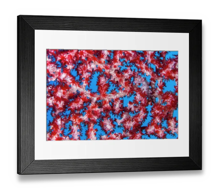 Framed Print : Tiny (1cm) Pygmy seahorse (Hippocampus bargibanti) hides in the branches of its home seafan (Muricella sp. ) on a coral reef. Daram Islands, Misool, Raja Ampat, West Papua, Indonesia. Ceram Sea Framed Print : Tiny (1cm) Pygmy seahorse (Hippocampus bargibanti) hides in the branches of its home seafan (Muricella sp. ) on a coral reef. Daram Islands, Misool, Raja Ampat, West Papua, Indonesia. Ceram Sea