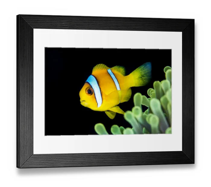 Framed Print : Portrait of a Red Sea anemonefish (Amphiprion bicinctus Framed Print : Portrait of a Red Sea anemonefish (Amphiprion bicinctus