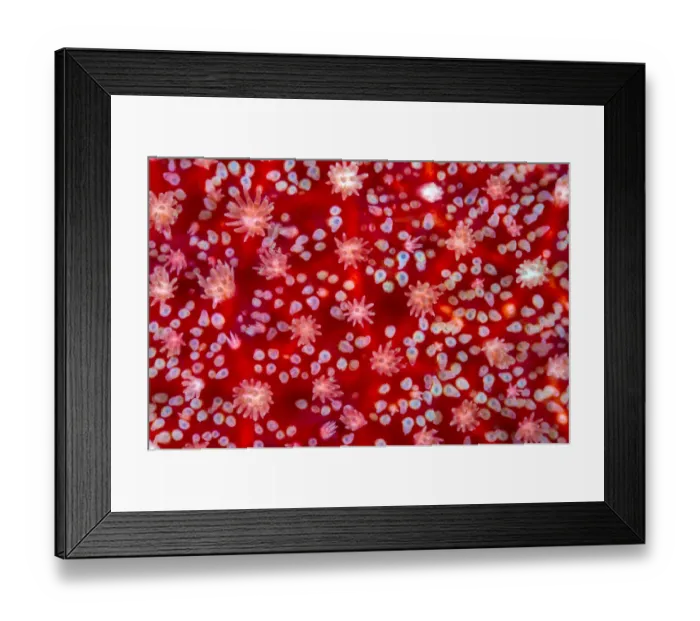 Framed Print : The red and white surface details, including the gills, of a sunstar (Crossaster papposus Framed Print : The red and white surface details, including the gills, of a sunstar (Crossaster papposus