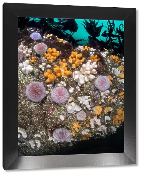 Colourful soft corals, Dead mans fingers (Alcyonium digitatum