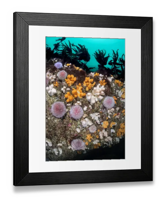 Framed Print : Colourful soft corals, Dead mans fingers (Alcyonium digitatum Framed Print : Colourful soft corals, Dead mans fingers (Alcyonium digitatum