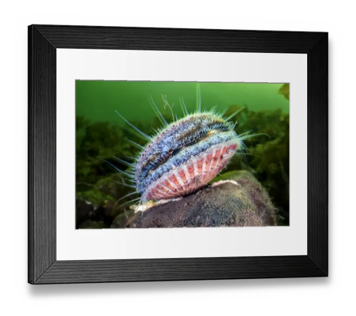 Framed Print : Queen scallop (Aequipecten opercularis) feeding. Glencoe, Ballachulish, Lochaber Framed Print : Queen scallop (Aequipecten opercularis) feeding. Glencoe, Ballachulish, Lochaber