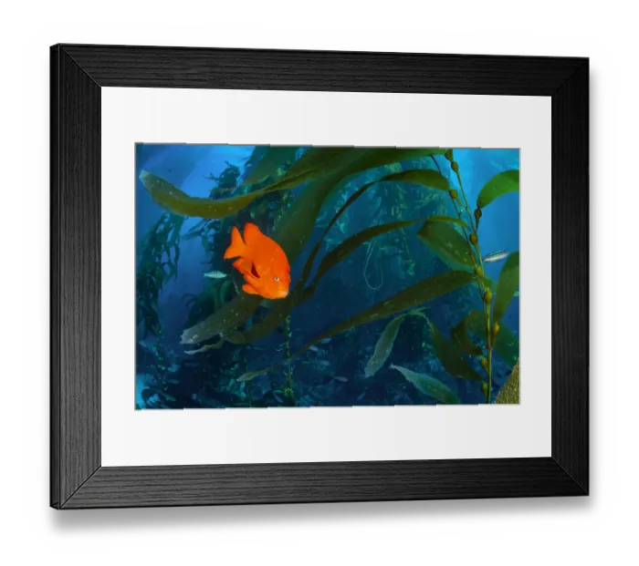 Framed Print : Orange Garibaldi damselfish (Hypsypops rubicundus) in a giant kelp (Macrocystis pyrifera Framed Print : Orange Garibaldi damselfish (Hypsypops rubicundus) in a giant kelp (Macrocystis pyrifera