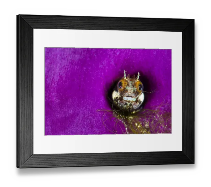 Framed Print : Portrait of a Secretary blenny (Acanthemblemaria maria) Framed Print : Portrait of a Secretary blenny (Acanthemblemaria maria)