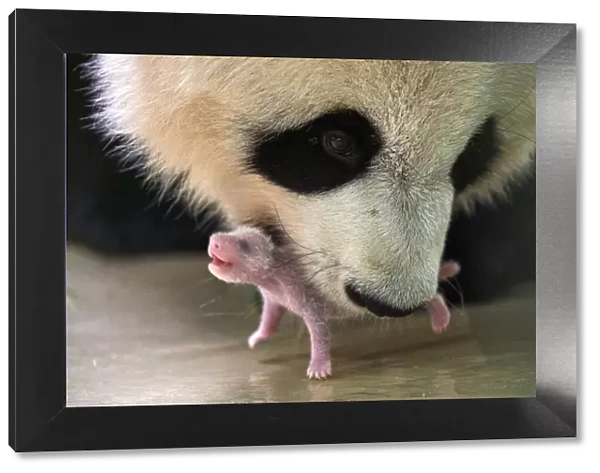 Giant panda (Ailuropoda melanoleuca) female, Huan Huan, picking up her baby age 8 days