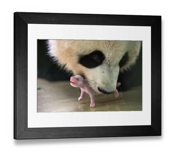 Framed Print : Giant panda (Ailuropoda melanoleuca) female, Huan Huan, picking up her baby age 8 days Framed Print : Giant panda (Ailuropoda melanoleuca) female, Huan Huan, picking up her baby age 8 days