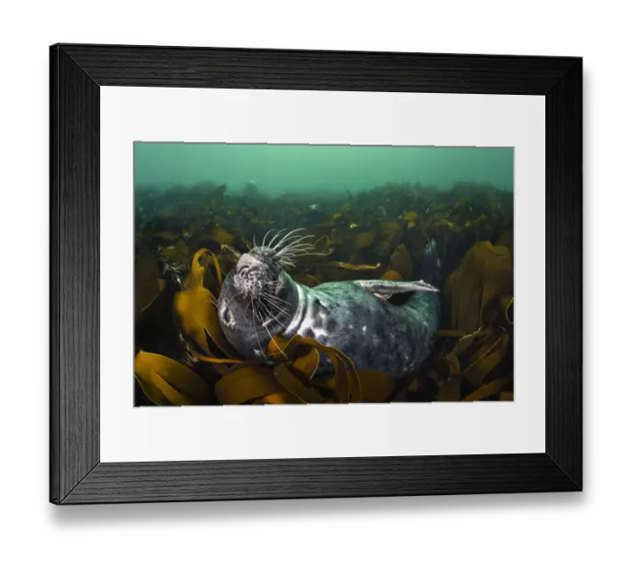 Framed Print : RF - Grey seal (Halichoerus grypus) relaxing in a bed of kelp (Laminaria digitata) Framed Print : RF - Grey seal (Halichoerus grypus) relaxing in a bed of kelp (Laminaria digitata)