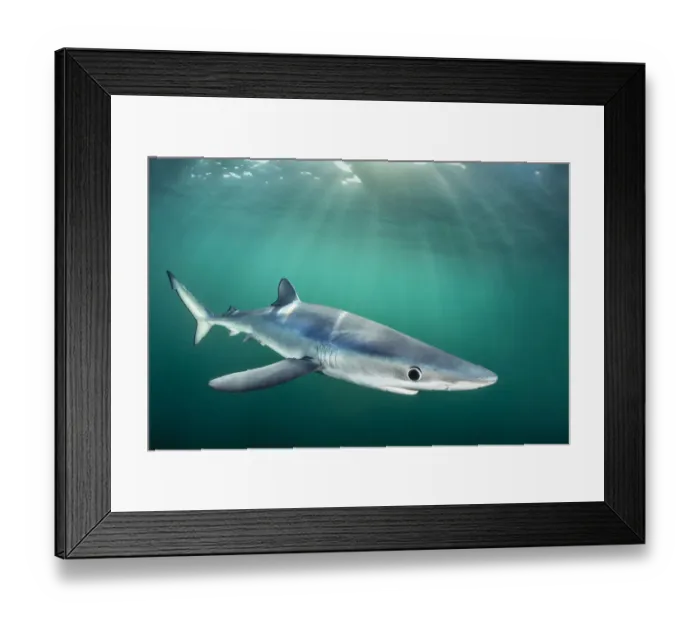 Framed Print : RF - Blue shark (Prionace glauca) cruises beneath the surface of the English Channel with Framed Print : RF - Blue shark (Prionace glauca) cruises beneath the surface of the English Channel with