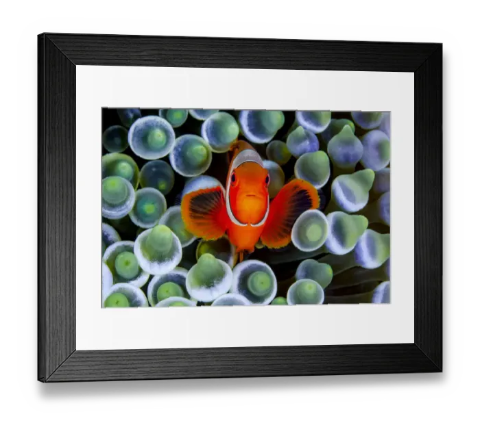 Framed Print : RF - Portrait of Spinecheek anemonefish (Premnas biaculeatus Framed Print : RF - Portrait of Spinecheek anemonefish (Premnas biaculeatus