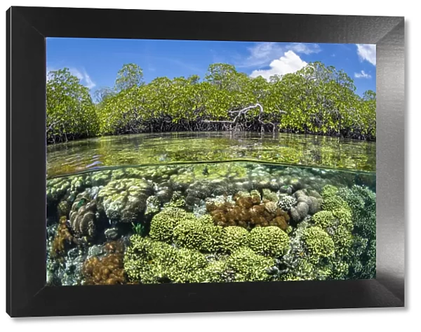 RF - Split level photo of mangrove scenery, with hard corals (including Goniopora sp
