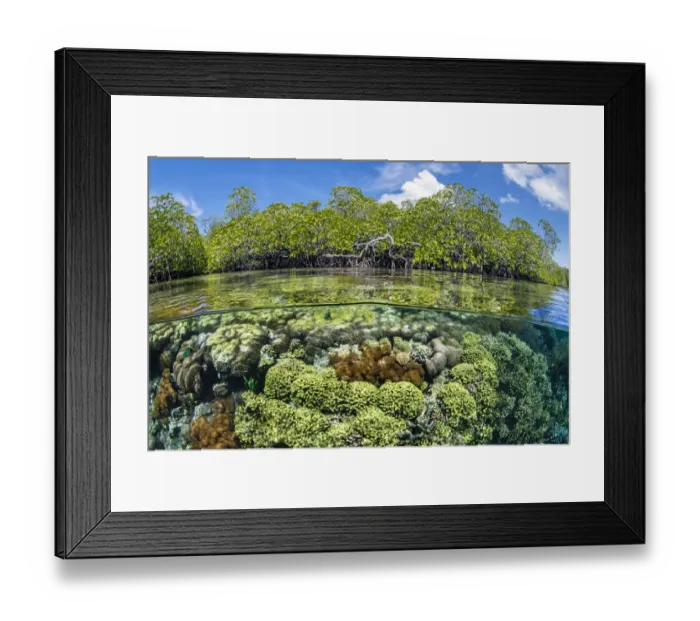 Framed Print : RF - Split level photo of mangrove scenery, with hard corals (including Goniopora sp