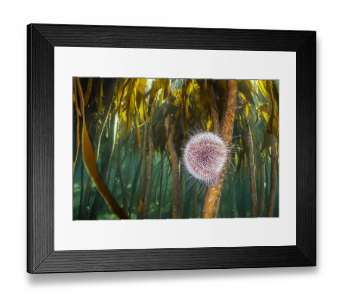 Framed Print : RF - Herbivorous common sea urchin (Echinus esculentus) grazes in a kelp