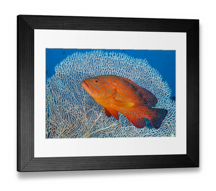 Framed Print : RF - Portrait of a coral grouper (Cephalopholis miniata) next to a sea fan (Annella sp Framed Print : RF - Portrait of a coral grouper (Cephalopholis miniata) next to a sea fan (Annella sp
