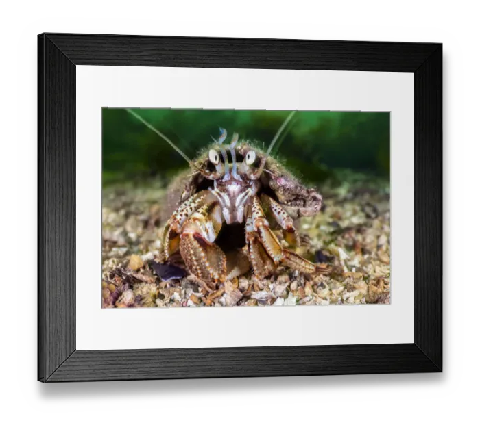 Framed Print : RF - Common hermit crab (Pagurus bernhardus) scuttles over the seabed