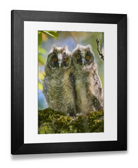 Framed Print : Two Long-eared owl chick (Asio otus) perched in tree. Alsace. France Framed Print : Two Long-eared owl chick (Asio otus) perched in tree. Alsace. France