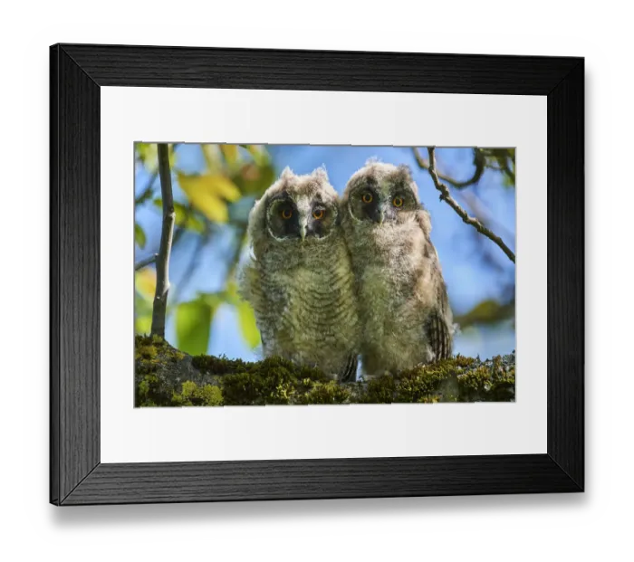 Framed Print : Two Long-eared owl chick (Asio otus) perched in tree. Alsace. France Framed Print : Two Long-eared owl chick (Asio otus) perched in tree. Alsace. France