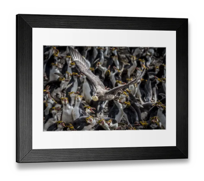 Framed Print : Sub-Antarctic / Brown skua (Stercorarius antarcticus) flying away with egg stolen from a Framed Print : Sub-Antarctic / Brown skua (Stercorarius antarcticus) flying away with egg stolen from a