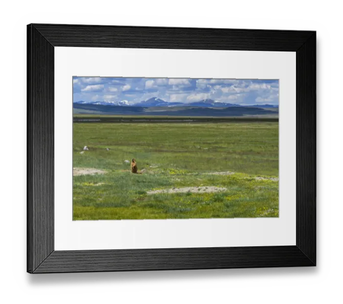 Framed Print : Altai marmot (Marmota baibacina) in steppe landscape, Ukok plateau, Altai Republic Framed Print : Altai marmot (Marmota baibacina) in steppe landscape, Ukok plateau, Altai Republic
