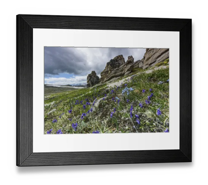 Framed Print : Altai pansy (Viola altaica) Valley of Petrified Clouds. Altai Republic, Russia Framed Print : Altai pansy (Viola altaica) Valley of Petrified Clouds. Altai Republic, Russia