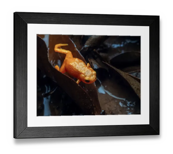 Framed Print : Pumpkin toadlet (Brachycephalus sp. ) crawling through leaf litter Framed Print : Pumpkin toadlet (Brachycephalus sp. ) crawling through leaf litter