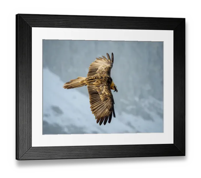 Framed Print : Bearded vulture (Gypaetus barbatus) flying, Ordesa National Park, Pyrenees, Spain Framed Print : Bearded vulture (Gypaetus barbatus) flying, Ordesa National Park, Pyrenees, Spain